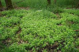 The ideal way to go is to plant some low maintenance. 10 Ground Covers For Shade Finegardening