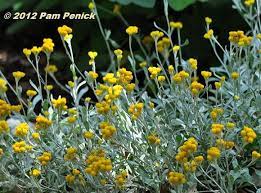 Yellow Buttons Of Strawflower Chrysocephalum Apiculatum Flambe Yellow Brick Paving Garden Gates Dig