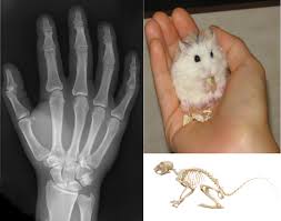 I Accidentally Sprang A Mouse Trap On Myself It Hurt But Not That Much So Why Does It Kill Mice Quora
