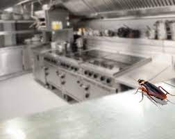 Kitchen pest control standard procedures: How To Control Pests In The Kitchen Golden Leaf Pest Control Dubai
