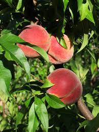 Considering that peach trees could already be grown. How To Grow A Peach Tree From Seed Dengarden