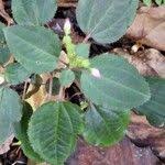 Image result for Calvoa orientalis