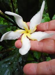 Image result for Tabernaemontana pachysiphon