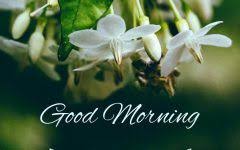 Good Morning Images With Jasmine Good Morning Images Morning Images Good Morning Images Download