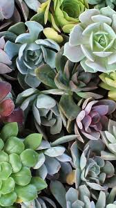 We did not find results for: Plant Phone Wallpapers Top Free Plant Phone Backgrounds Wallpaperaccess