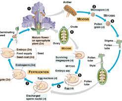 Maybe you would like to learn more about one of these? Reproduksi Angiospermae Pengertian Sejarah Ciri Jenis