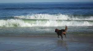 Guide To Cape Beaches That Are Dog Friendly Dogs Love Cape Cod Beaches Chasing A Tennis Ball Shaking Off On Dog Friendly Beach Cape Cod Beaches Dog Friends