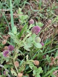 Image result for Sphaeranthus peduncularis