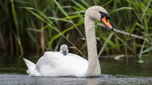 6 Things To Know About Swans