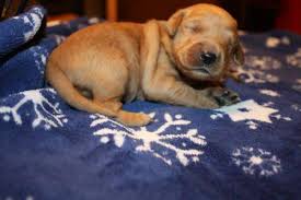 Golden retriever puppies make excellent family pets and we have a wide selection of puppies for you. Golden Retriever Puppies Registered For Sale In Norman Oklahoma Classified Americanlisted Com