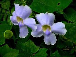 Image result for Thunbergia laborans