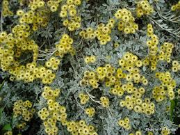 Image result for Helichrysum lineare