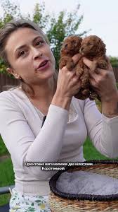 Maltipoo: Razza o Meticcio? Scopri di più!