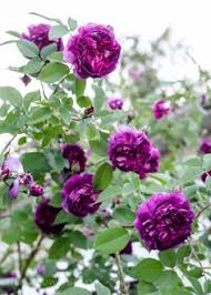 Image result for Grona setigera