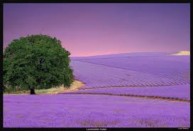 Wallpapers can typically be downloaded at no cost from various websites for modern phones (such as those running android, ios, or windows phone operating systems). Lavender Color Wallpapers Wallpaper Cave