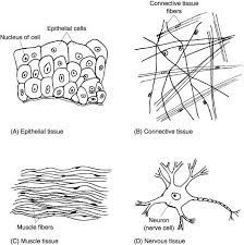 From Cells To Organism Help Education Com Tissue Types Biology Worksheet Human Tissue