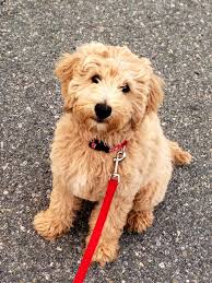 Check spelling or type a new query. Die 13 Besten Ideen Zu Golden Doodle Mini Doodle Hund Hunde Labradoodle