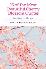 Maybe you would like to learn more about one of these? 15 Beautiful Cherry Blossom Quotes Lemons And Luggage