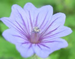 Image result for Geranium bohemicum Orhcid Blue