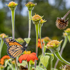 Image result for Tithonia rotundifolia