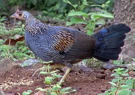 4 Jenis Ayam Hutan Langka Hewan Ayam Hutan