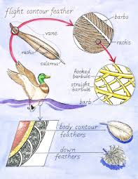 Bird Basics Six Different Feather Types Explained