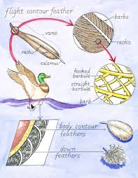 bird basics six different feather types explained