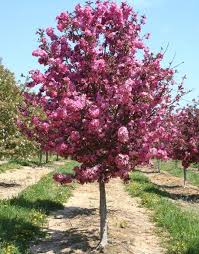 The sargent tina produces a white flower in early spring that lasts up to 5 weeks. Crabapple Trees For Landscape Guide To Common Crabapple Varieties Dummer ç¶ æ‰‹æŒ‡ æœ€å°ˆæ¥­çš„é¤ŠèŠ±app