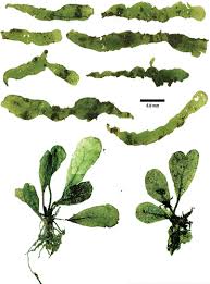 Image result for Lomariopsis guineensis