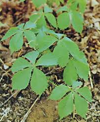 But it is poison oak. Poison Ivy And Poison Oak Mother Earth News