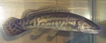Bowfin Google Images Photos Of Fish Fish Freshwater Fish