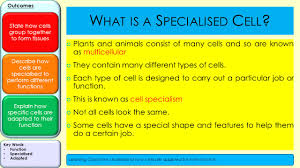 The parts of an animal cell have distinct functions. Describe How Cells Are Specialised To Perform Different Functions Explain How Specific Cells Are Adapted To Their Function Outcomes State How Cells Group Ppt Download