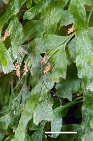 Image result for Polyphlebium