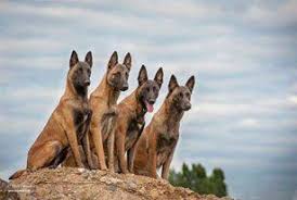 Belçika çoban köpeği çocuklarla i̇lişkisi. Kangals Malinois Belcika Coban Kopegi Merhaba Anne Ve Facebook