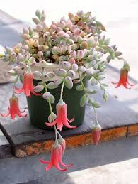 My region usa canada europe australia. 130 Landscaping With Succulents Zone 9 Ideas In 2021 Succulents Plants Succulents Garden