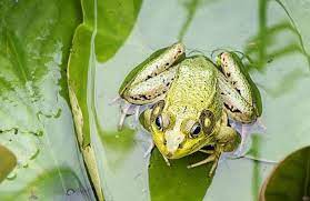 Apa makna katak masuk dalam kereta. Tafsir Mimpi Melihat Katak Benarkah Ini Malah Pertanda Buruk Semua Halaman Suar