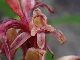 Image result for Satyrium macrophyllum