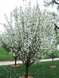 Flowering apples are known as flowering crabapples. 13 Of The Most Colorful Crabapple Trees For Your Yard Trees To Plant Planting Shrubs Garden Yard Ideas