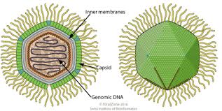 Please enter virus name, viral taxonomy group or taxid and select from suggestions. Mimivirus Wikipedia