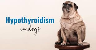 If your dog is diagnosed with lymphoma, it's hard to know exactly what to expect in terms of length of survival. Hypothyroidism In Dogs The Ultimate Guide To Understanding Canine Hypothyroidism Dr Buzby S Toegrips For Dogs