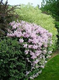 Pin Von Jade S Blog Auf Garten Garten Hecken Garten Garten Ideen Gestaltung Vorgarten