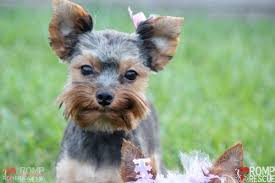 Coco is a teacup yorkie w/ extreme babydoll face. Chicago Yorkie Puppy Rescue Romp Italian Greyhound Rescue Chicago