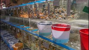 Kamo pet and aquatic centre is a locally owned and operated pet store located in the heart of kamo. Aquatic Pet Store Near Me Online Shopping