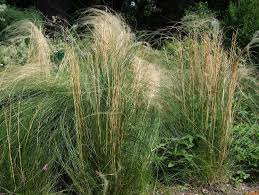 Image result for Styppeiochloa