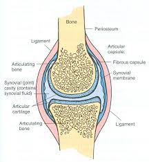 Synovial Joint Easy Pic For Patients To Understand And You Talk About Joint Health Synovial Joint Joints Anatomy Human Anatomy And Physiology