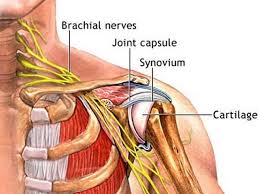 7 draw labelled diagram showing the relations of shoulder joint. Managing Shoulder Pain In San Diego Ca Nucca Upper Cervical Care