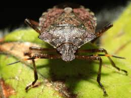The only way to eradicate and manage pests is to first identify the problem. Stink Bugs Are About To Crawl Into Arizona Homes What To Do Across Arizona Az Patch
