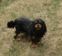 Chien Elevage De La Maison Du Ryez Eleveur De Chiens Cavalier King Charles Spaniel