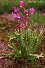 This flower adapts well to rocky soil, since it often grows on rocky slopes in the wild. Alpine Shootingstar Alpine Shooting Star Dodecatheon Alpinum Synonyms Dodecatheon Alpinum Ssp Alpinum Do Trees To Plant California Plants Acrylic Flowers