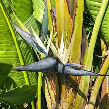 Image result for Strelitzia